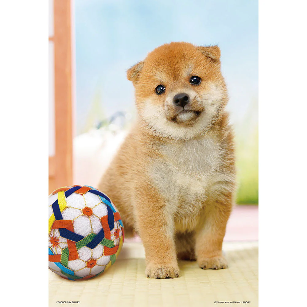 圓滾滾柴犬