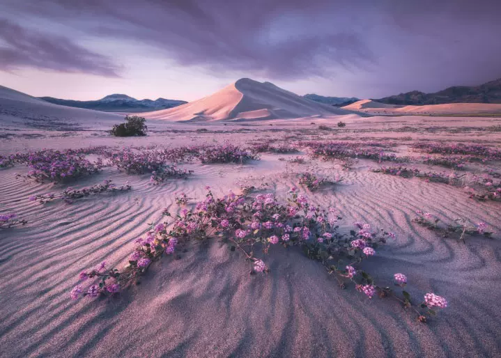 紫色沙漠