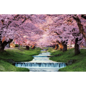福島 觀音寺川的櫻花